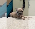 Puppy 3 French Bulldog