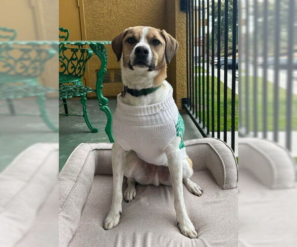 Medium Photo #5 Mutt Puppy For Sale in San Diego, CA, USA