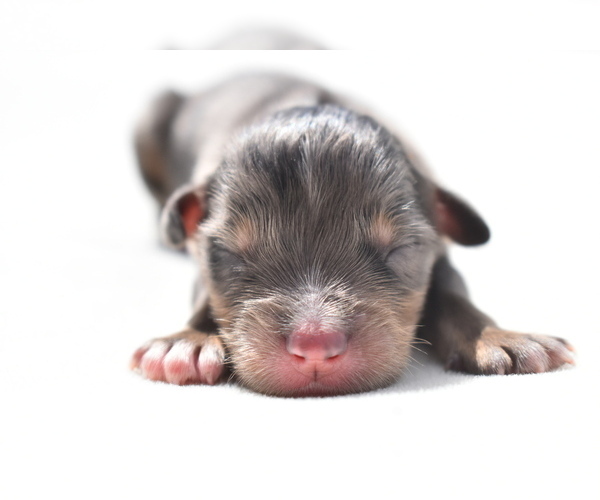Medium Photo #2 Miniature Australian Shepherd Puppy For Sale in PALM COAST, FL, USA