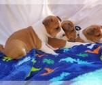Small Photo #2 Basenji Puppy For Sale in WINONA, TX, USA
