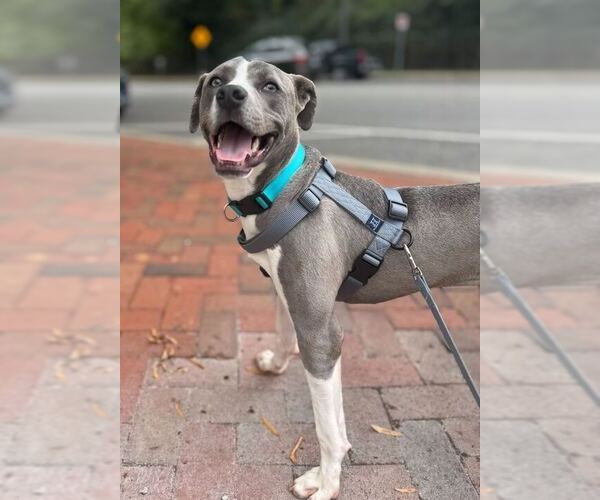 Medium Photo #3 Labrador Retriever-Unknown Mix Puppy For Sale in Greenbelt, MD, USA