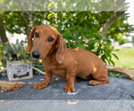 Puppy Fawn Dachshund