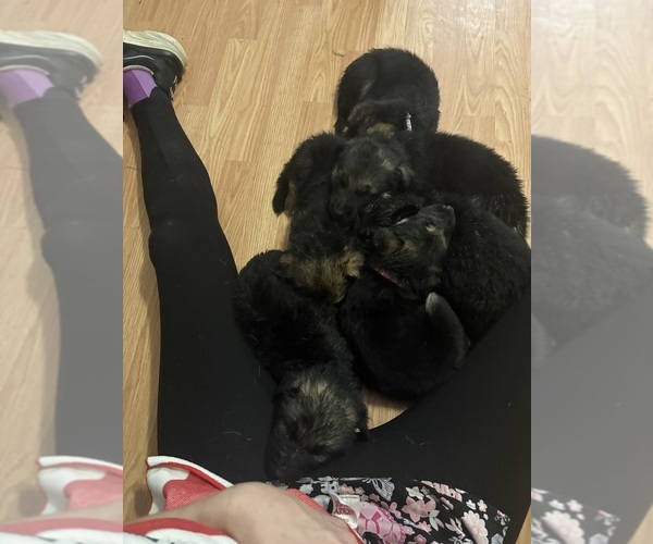 Medium Photo #1 German Shepherd Dog Puppy For Sale in RUSTBURG, VA, USA