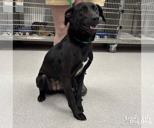 Parker - Female Labrador Retriever-Unknown Mix Dog for Adoption - Photo #4