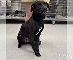 Small Photo #4 Labrador Retriever-Unknown Mix Puppy For Sale in Washington, DC, USA