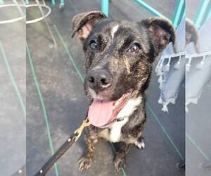 ARCHIE - Male Mutt Dog for Adoption - Photo #19