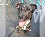 Small Photo #19 Mutt Puppy For Sale in Woodbury, NY, USA