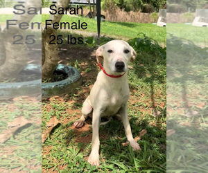 Chihuahua-Retriever Mix Dogs for adoption in Virginia Beach, VA, USA
