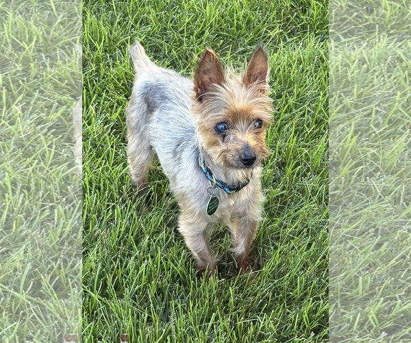 Medium Photo #1 Mutt Puppy For Sale in St. Louis Park, MN, USA