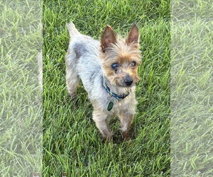 Mutt Dogs for adoption in St. Louis Park, MN, USA