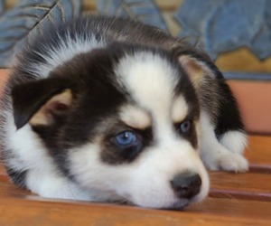 Pomsky Puppy for Sale in SPRINGFIELD, Missouri USA