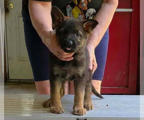 Medium Photo #7 German Shepherd Dog Puppy For Sale in NORTHWOOD, NH, USA