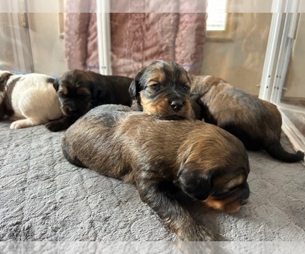 Medium Photo #14 Bernedoodle (Miniature) Puppy For Sale in HENDERSON, CO, USA