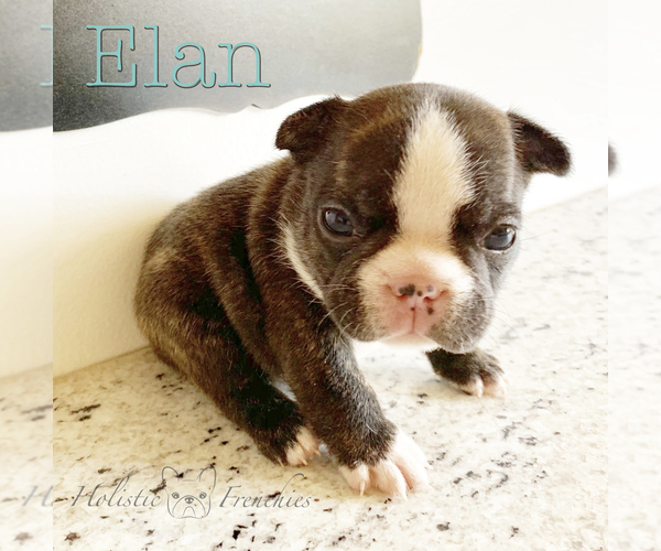 Medium Photo #7 French Bulldog Puppy For Sale in EUGENE, OR, USA
