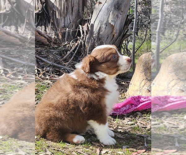 Medium Photo #5 Miniature Australian Shepherd Puppy For Sale in O NEALS, CA, USA
