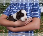 Puppy 4 English Springer Spaniel