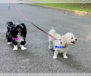 Maltese Dogs for adoption in Chester, NJ, USA
