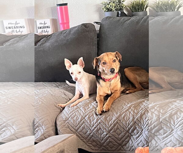 Medium Photo #4 Chihuahua-Unknown Mix Puppy For Sale in Polson, MT, USA