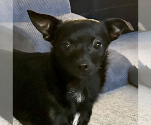 Medium Photo #7 Chihuahua-Unknown Mix Puppy For Sale in Alexandria, KY, USA