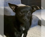 Small #6 Chihuahua Mix