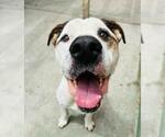 Small American Bulldog
