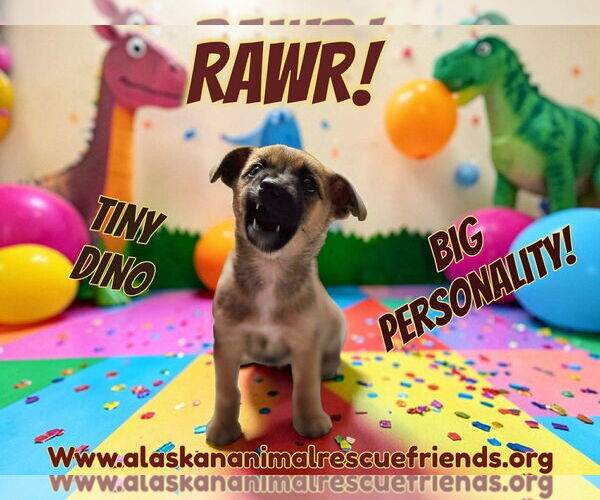 Medium Photo #2 Chihuahua-Unknown Mix Puppy For Sale in Anchorage, AK, USA