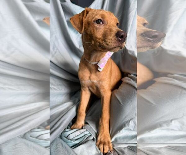 Medium Photo #1 Labrador Retriever-Unknown Mix Puppy For Sale in NYC, NY, USA