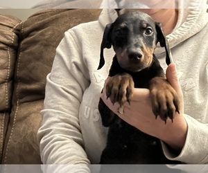 Doberman Pinscher Puppy for sale in MASSILLON, OH, USA