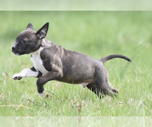 Australian Shepherd-Chihuahua Mix Dogs for adoption in Mechanicsburg, PA, USA