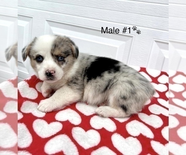 Medium Photo #1 Aussie-Corgi Puppy For Sale in TRACY, CA, USA