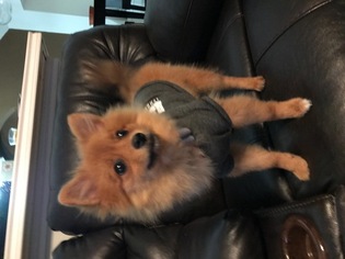 Pomeranian Puppy for sale in ANNA, TX, USA