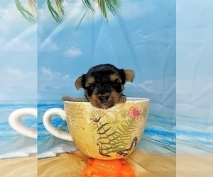 Morkie Puppy for Sale in CASSVILLE, Missouri USA