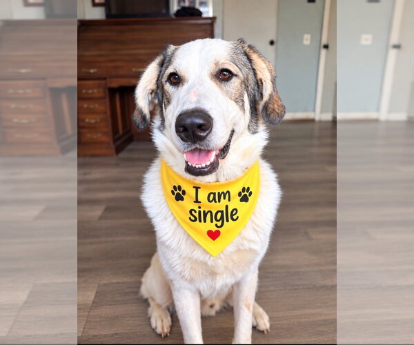 Medium Photo #3 Great Pyrenees-Unknown Mix Puppy For Sale in Euless, TX, USA
