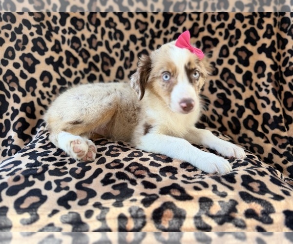 Medium Photo #4 Australian Shepherd Puppy For Sale in LAKELAND, FL, USA