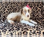 Small #3 Australian Shepherd