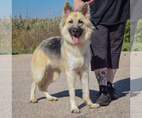 Medium Photo #3 Collie-German Shepherd Dog Mix Puppy For Sale in Huntley, IL, USA