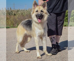 Princess - Female Collie-German Shepherd Dog Mix Dog for Adoption - Photo #3