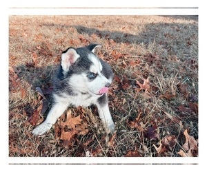 Siberian Husky Puppy for sale in EAGLEVILLE, MO, USA