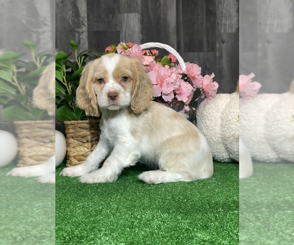 Medium Photo #5 Cocker Spaniel Puppy For Sale in CANOGA, NY, USA