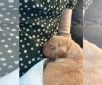 Small #3 Golden Retriever