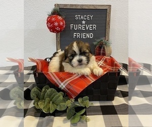 Shih Tzu Puppy for sale in BLOOMFIELD, IN, USA
