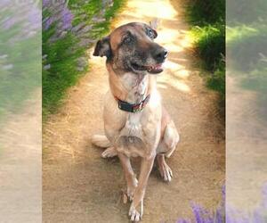 Mutt Dogs for adoption in Sacramento, CA, USA