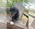 Puppy Red Gollie