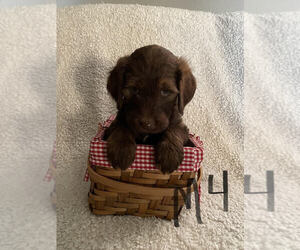 Goldendoodle Puppy for sale in ELMWOOD, WI, USA