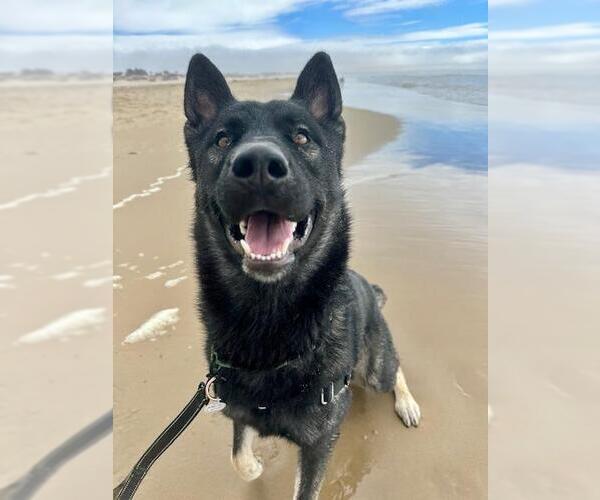 Medium Photo #5 Mutt Puppy For Sale in Santa Maria, CA, USA