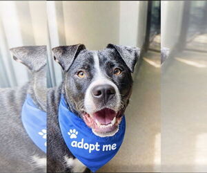 Buckwheat - Male Mutt Dog for Adoption - Photo #3
