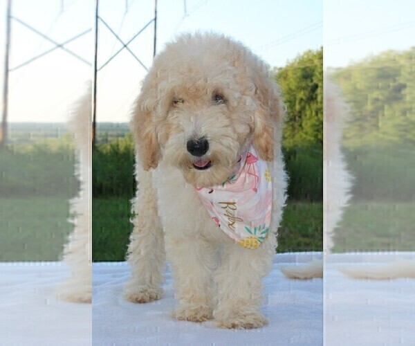 Medium Photo #35 Goldendoodle Puppy For Sale in TIMBERLAKE, NC, USA