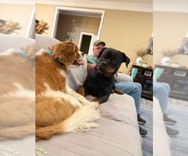 Medium Photo #9 Rottweiler Puppy For Sale in White Hall, AR, USA