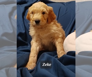 Goldendoodle Puppy for sale in BROOKSVILLE, FL, USA