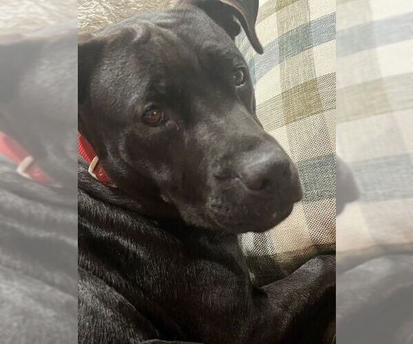 Medium Photo #2 Mutt Puppy For Sale in Germanton, TN, USA